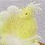 Ninetales Ninetales