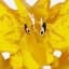 Zapdos Zapdos (Part 8)